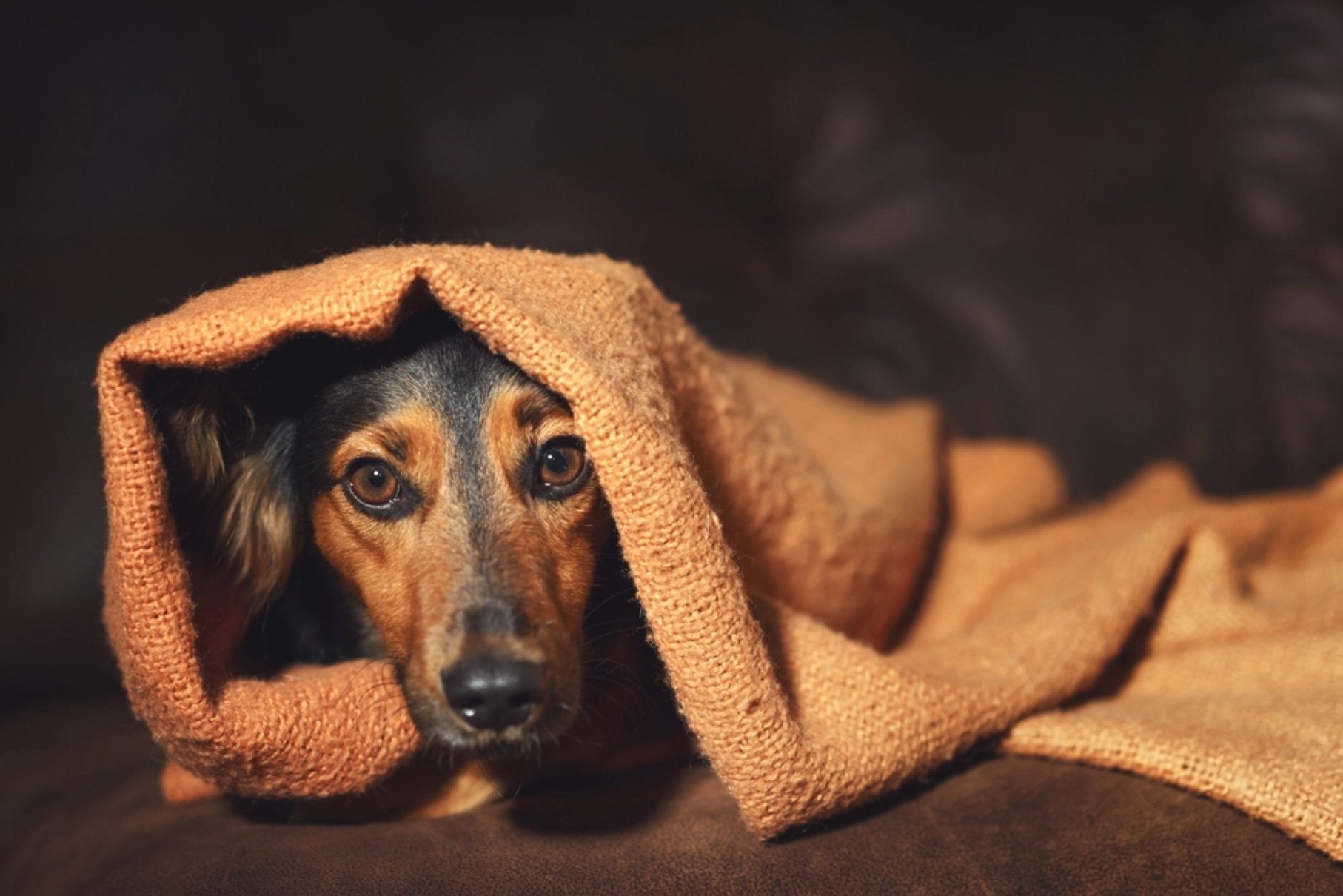 7 Sure-Fire Ways to Calm Your Dog’s Anxiety - Goodogz