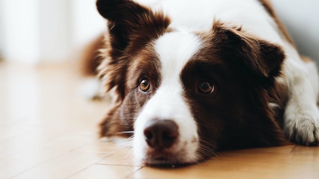 Border collie - Goodogz