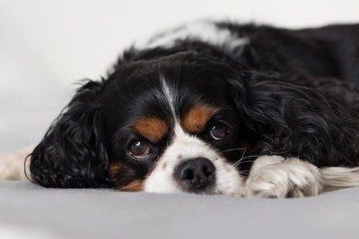 Cavalier king charles spaniel - Goodogz