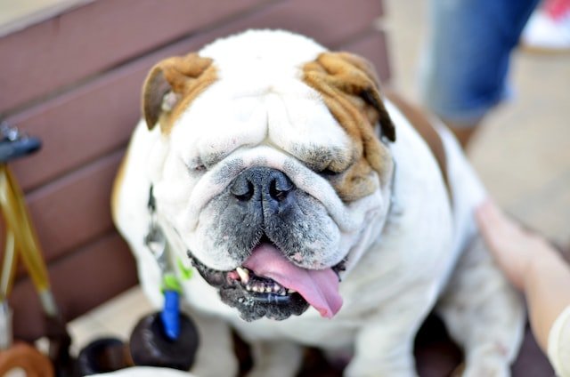 English bulldog - Goodogz