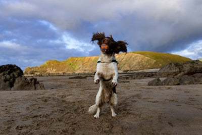 Springer spaniel - Goodogz