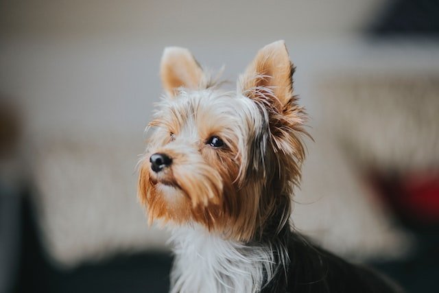 Yorkshire terrier - Goodogz