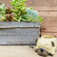 Pug Succulent Pot