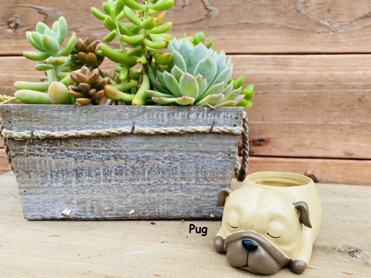 Pug Succulent Pot