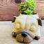 Pug Succulent Pot